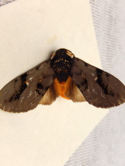 Psalidostetha banksiae