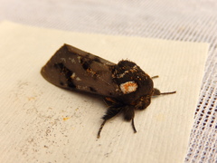 Psalidostetha banksiae