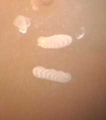 Ammotium fragile