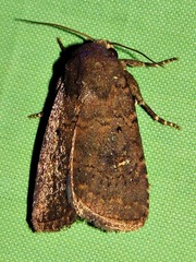 Caradrina tenebrata