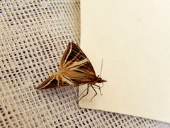 Phrataria transcissata