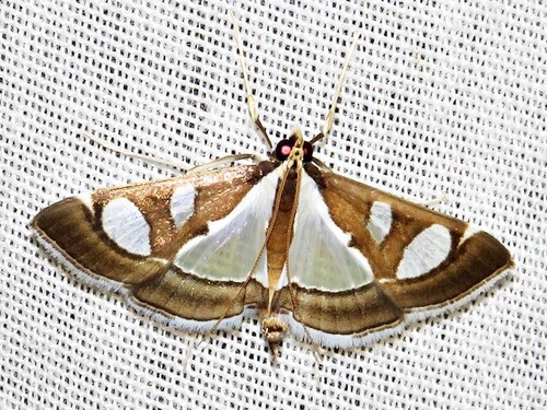 Diaphania perspicillalis