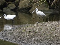 Platalea regia