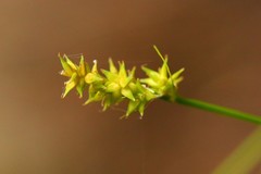 Carex arcta