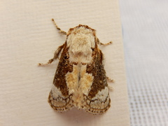 Mecytha fasciata