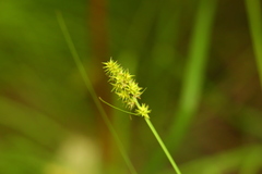 Carex arcta