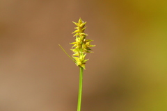 Carex arcta