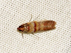 Hypargyria metalliferella