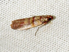 Hypargyria metalliferella