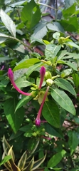 Mirabilis jalapa