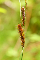Carex exsiccata