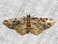 Melanthia ustiplaga