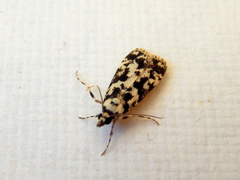Eudonia aphrodes