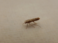 Epicephala trigonophora