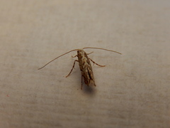 Epicephala trigonophora