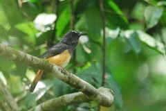 Copsychus pyrropygus