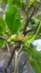 Diospyros