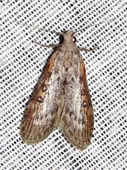 Lamoria adaptella