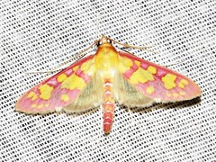 Stenochora lancinalis