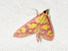 Stenochora lancinalis
