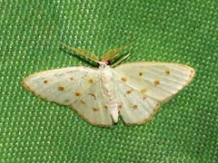 Comostolopsis stillata stillata