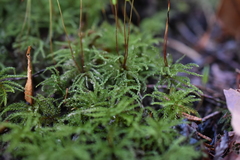 Leucolepis