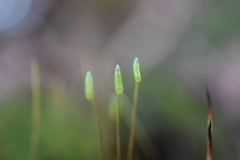 Leucolepis