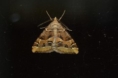 Chiasmia inaequilinea