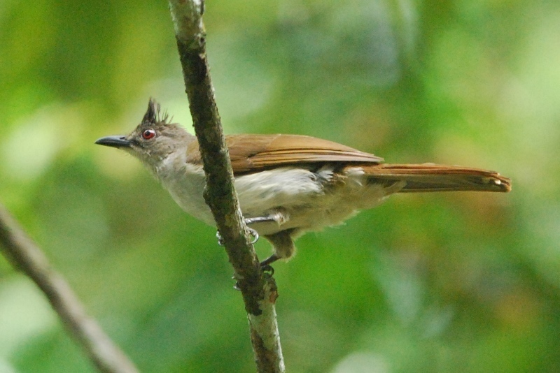 Puff-backed Bulbul (Microtarsus eutilotus) photo