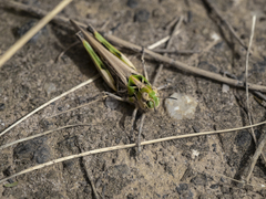 Austroicetes