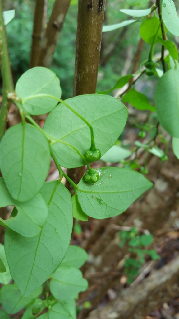 Meineckia