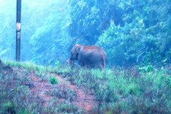 Elephas maximus