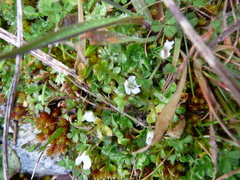 Nemophila pedunculata