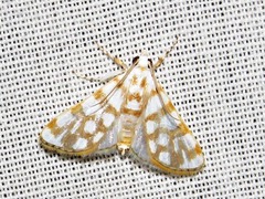 Obtusipalpis pardalis