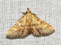 Cerynea thermesialis