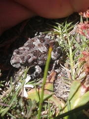 Vandijkophrynus angusticeps