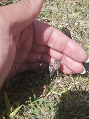Vandijkophrynus angusticeps