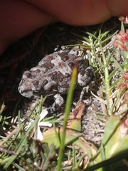 Vandijkophrynus angusticeps