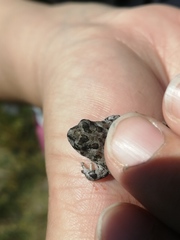 Vandijkophrynus angusticeps