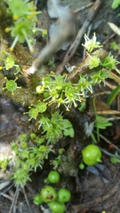 Brexiella