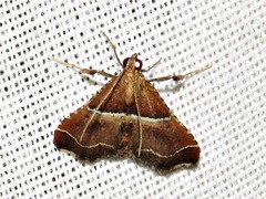 Endotricha consobrinalis consobrinalis