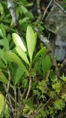Brexiella