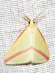 Rhodometra sacraria