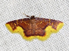 Syngatha latiflavaria