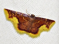 Syngatha latiflavaria