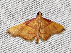 Endotricha erythralis