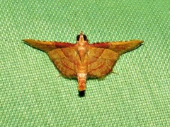 Endotricha erythralis