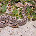 Southern Hognose Snake - Photo (c) Saunders Drukker, some rights reserved (CC BY-NC), uploaded by Saunders Drukker