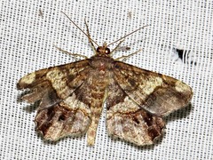 Chiasmia umbrata