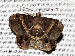 Chiasmia umbrata